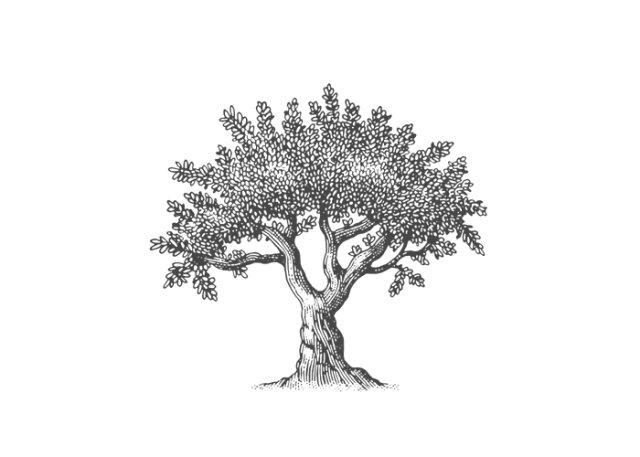 Old Olive Tree